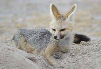 Photograph of a Cape Fox lying by its den