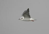 White-winged Black Tern (Chlidonias leucopterus)