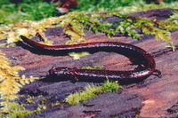 : Batrachoseps attenuatus; California Slender Salamander