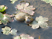 : Bombina bombina; Fire-bellied Toad