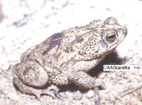 : Bufo granulosus