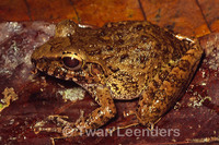 : Craugastor taurus