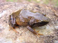 : Eleutherodactylus albipes