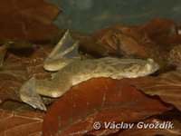 : Xenopus fraseri