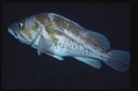 : Sebastes caurinus; Copper Rockfish