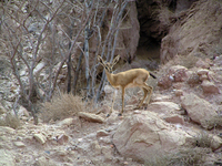 : Gazella bennettii; Jebeer Gazelle