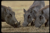 : Phacochoerus aethiopicus; Wart Hog, Warthog