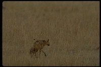 : Proteles cristatus; Aardwolf