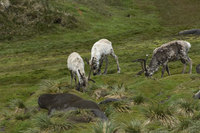 : Rangifer tarandus; Eurasian Reindeer