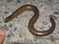 : Anguis fragilis colchicus; Colchican Slow Worm