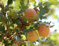 : Besbicus mirabilis; Speckled Gall Wasp;