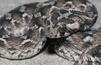 : Echis carinatus; Saw-scaled Viper