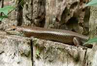 : Egernia frerei; Major Skink