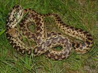 : Pituophis catenifer catenifer; Pacific Gopher Snake