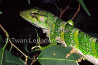 : Polychrus marmoratus