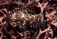 : Pseudobiceros bedfordi; Flat Worm;