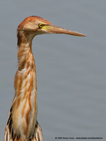 Yellow Bittern Scientific name - Ixobrychus sinensis