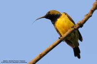 Olive-backed Sunbird (Male) Scientific name - Nectarinia jugularis