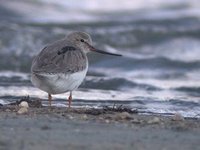 Terek Sandpiper. Tsagaan nuur, 3 June.