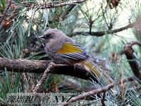 Garrulax elliotii Elliot's Laughingthrush 橙翅噪鶥 103-041