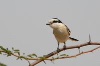 Masked Shrike