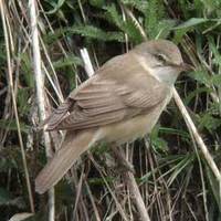 Great Reed Warbler Acrocephalus arundinaceus