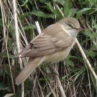 Great Reed Warbler Acrocephalus arundinaceus