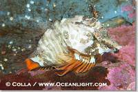 ...o protect its eggs and itself., Rhamphocottus richardsoni, Phillip Colla, all rights reserved wo...
