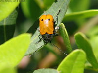 Cryptocephalus obliteratifer
