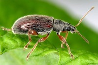 Phyllobius oblongus