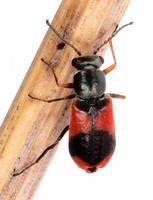 Anthocomus equestris