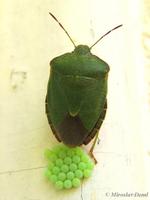 Palomena prasina - Green Shield Bug