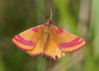 Lythria cruentaria