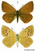 Polyommatus admetus - Anomalous Blue