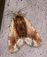 Ptilodon cucullina - Maple Prominent