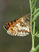 Melitaea athalia - Heath Fritillary