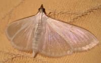 Palpita vitrealis