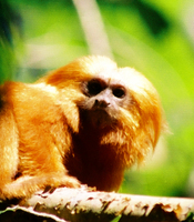 Golden lion tamarin (Leontopithecus rosalia)