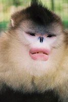 Black snub-nosed monkey (Rhinopithecus bieti)