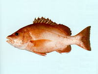 Lutjanus bitaeniatus, Indonesian snapper: fisheries