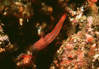 Lythrypnus zebra, Zebra goby: aquarium