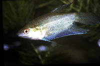 Trichopsis vittata, Croaking gourami: aquarium