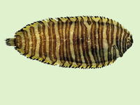 Zebrias japonica, Wavyband sole: fisheries