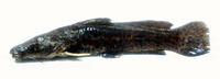 Parauchenoglanis ngamensis, Zambezi grunter: fisheries, aquarium