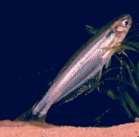 Pareutropius mandevillei, :