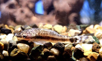 Macrotocinclus affinis, Golden otocinclus: aquarium