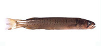 Galaxias truttaceus, Spotted mountain trout: