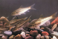 Barbodes wynaadensis, : fisheries