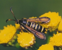 Bembecia ichneumoniformis - Six-belted Clearwing
