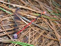 Megalagrion calliphya